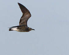 Laughing Gull