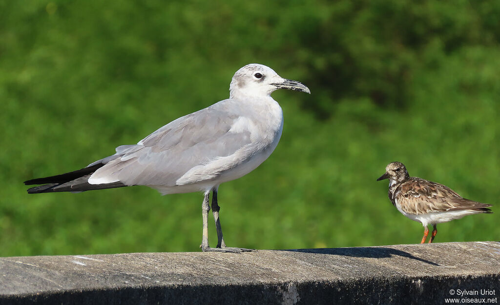 Mouette atricilleadulte internuptial