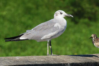 Mouette atricille