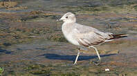 Mouette atricille