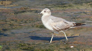 Laughing Gull