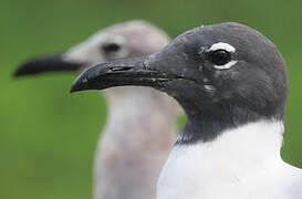 Laughing Gull