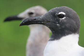 Mouette atricille