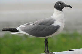 Mouette atricille