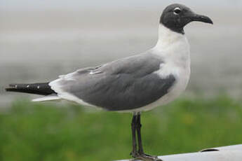 Mouette atricille