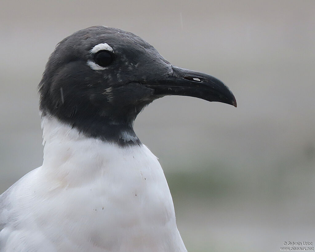 Mouette atricilleadulte nuptial