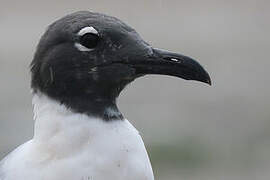 Mouette atricille