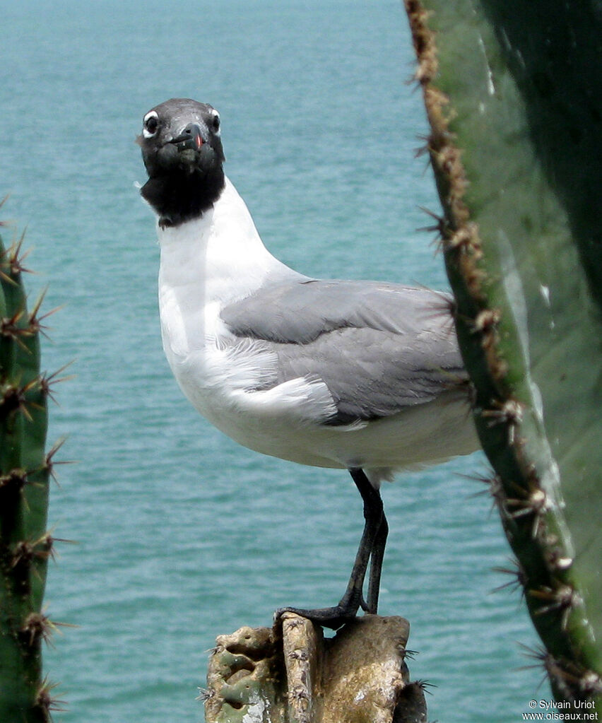 Mouette atricilleadulte