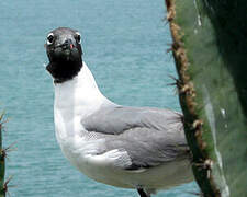 Mouette atricille