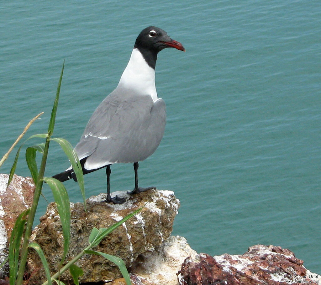 Mouette atricilleadulte nuptial