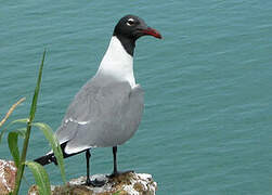 Laughing Gull