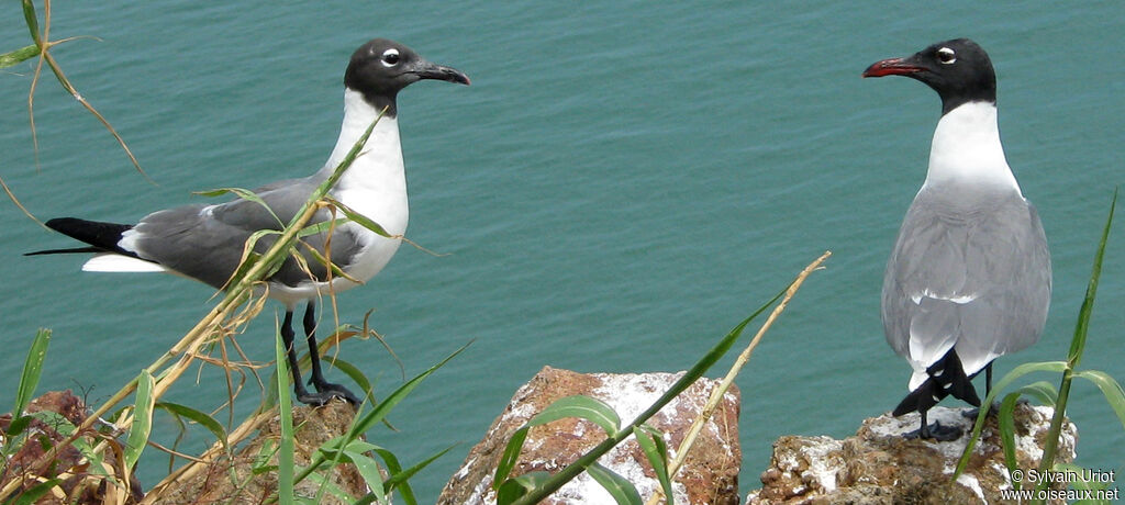 Mouette atricilleadulte nuptial