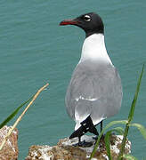 Laughing Gull