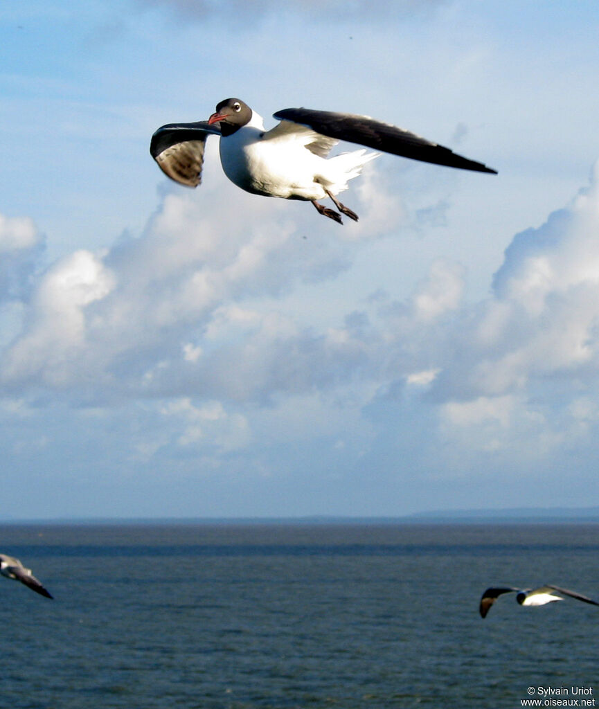 Mouette atricille