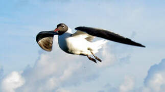 Laughing Gull