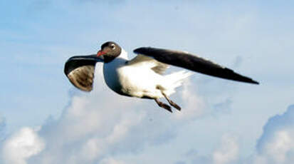 Mouette atricille