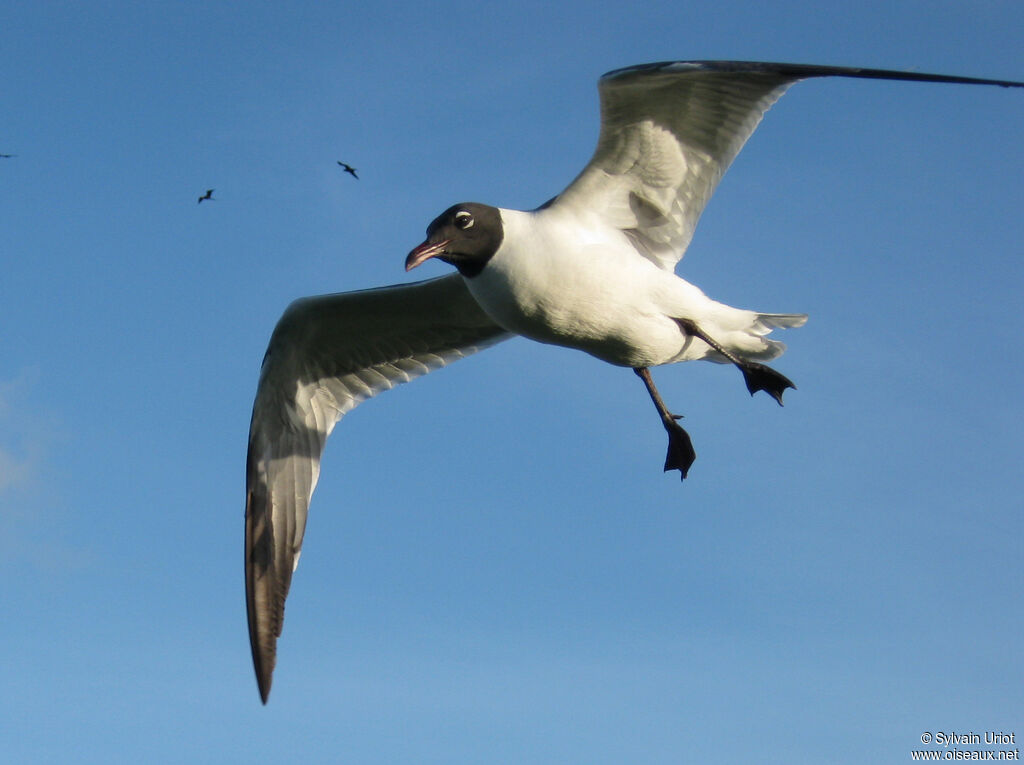 Mouette atricilleadulte nuptial