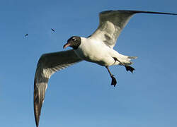 Mouette atricille