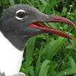 Mouette atricille