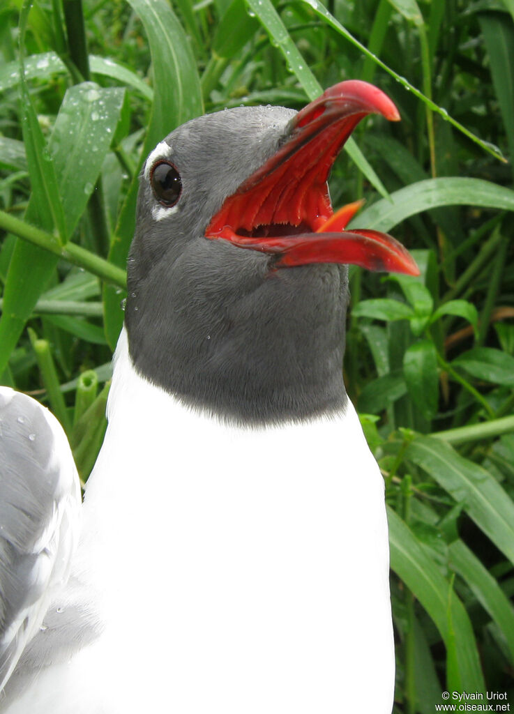 Mouette atricilleadulte