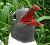 Mouette atricille