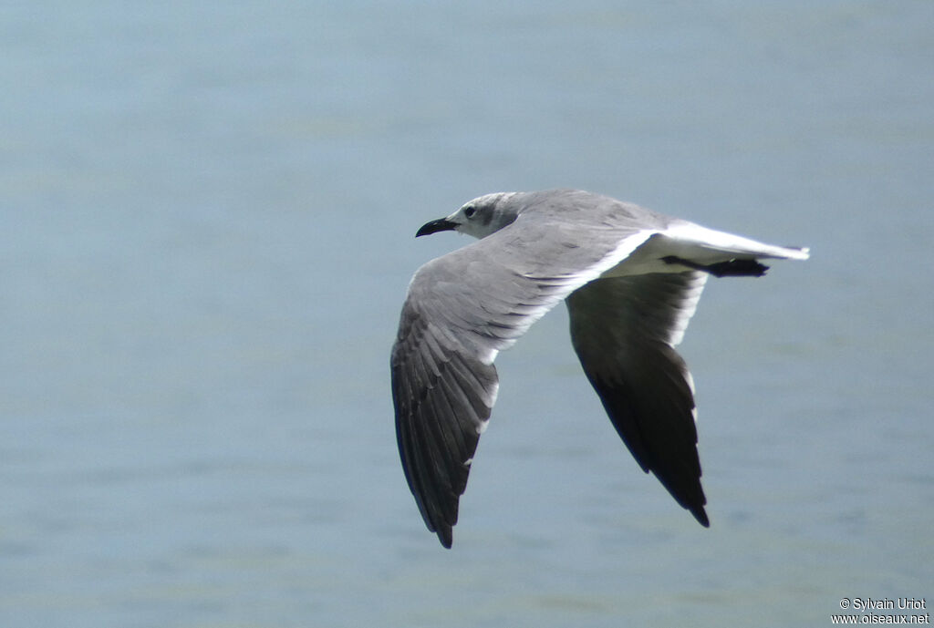 Mouette atricille3ème année