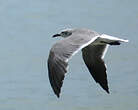 Mouette atricille