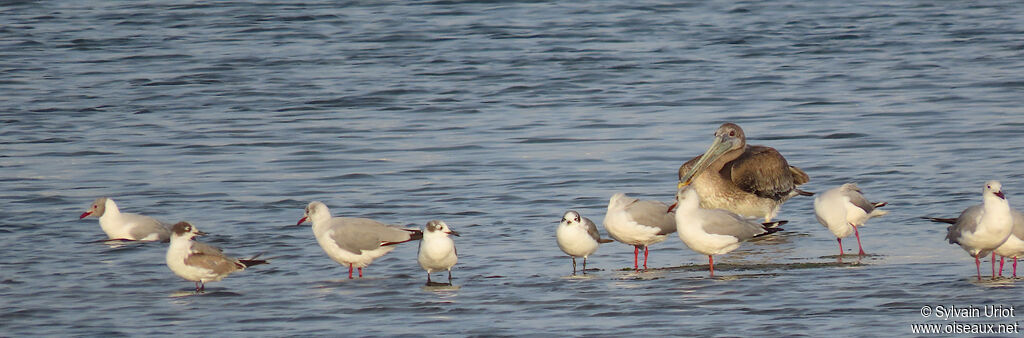 Mouette de Franklinsubadulte