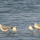 Mouette de Franklin