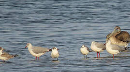 Mouette de Franklin