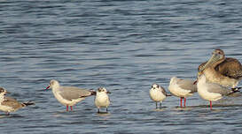 Mouette de Franklin