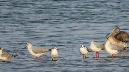 Mouette de Franklin