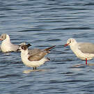 Mouette de Franklin