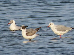 Mouette de Franklin