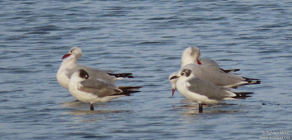 Mouette de Franklinadulte internuptial