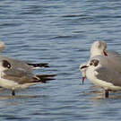 Mouette de Franklin