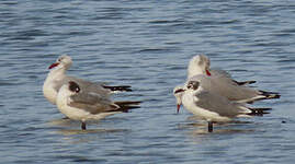 Mouette de Franklin