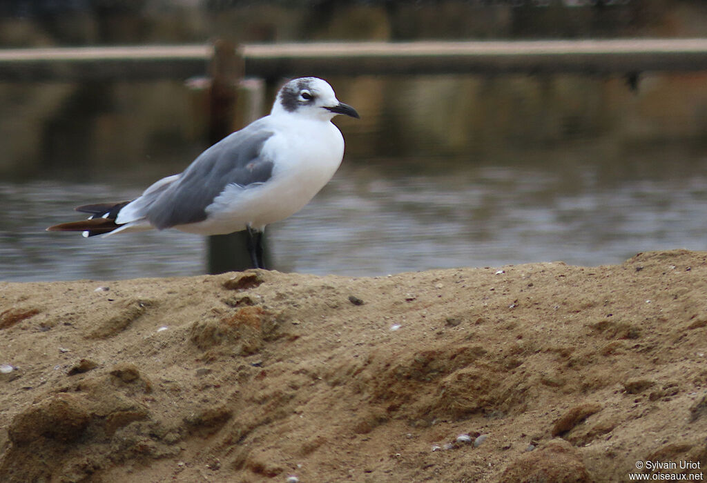 Mouette de Franklinadulte internuptial