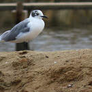 Mouette de Franklin