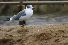 Mouette de Franklin