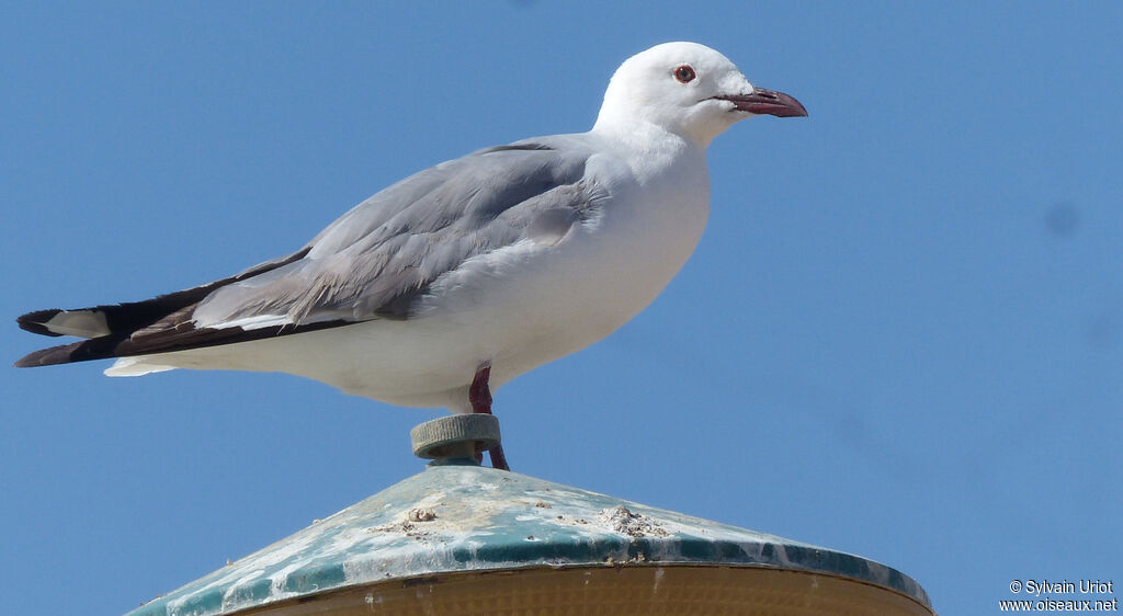 Mouette de Hartlaubadulte