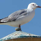 Mouette de Hartlaub