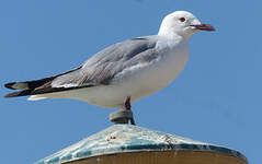 Mouette de Hartlaub