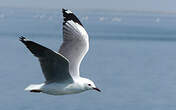 Mouette de Hartlaub