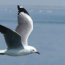 Mouette de Hartlaub