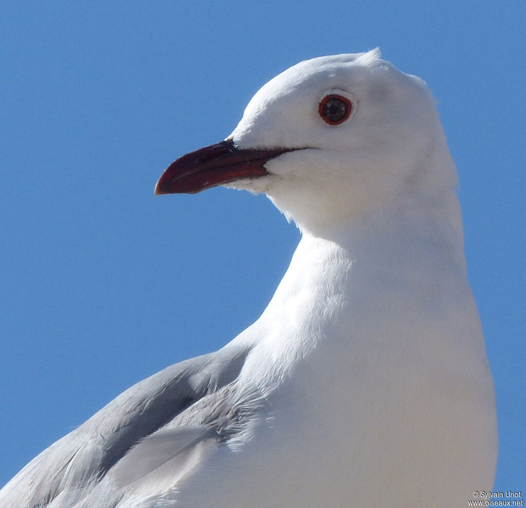 Mouette de Hartlaubadulte