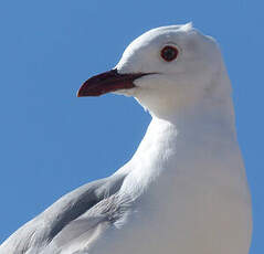 Mouette de Hartlaub