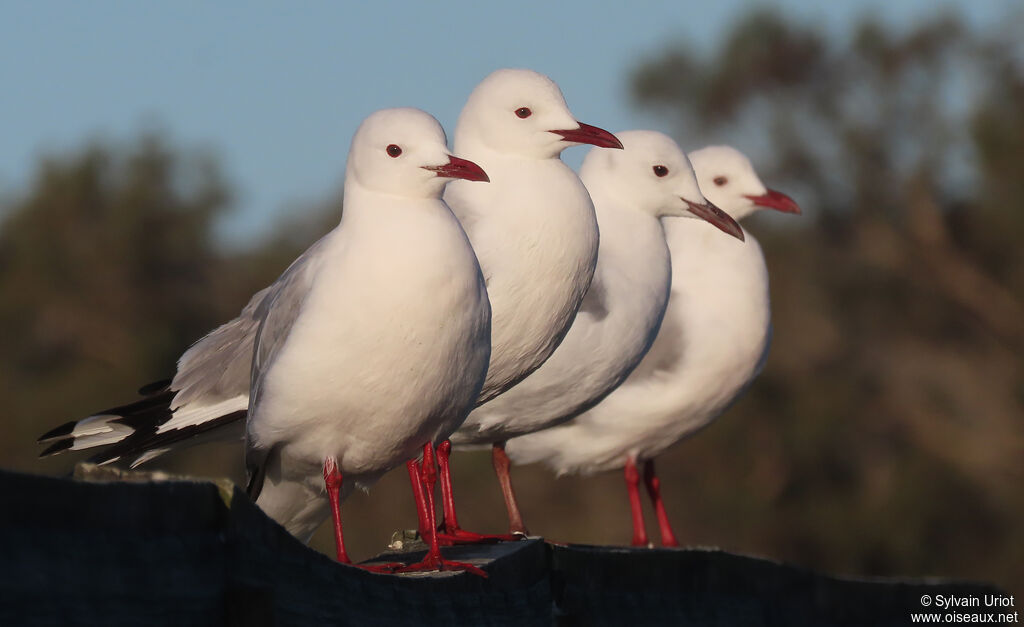 Mouette de Hartlaubadulte nuptial