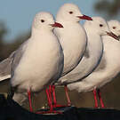 Mouette de Hartlaub
