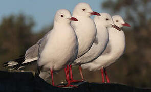 Hartlaub's Gull